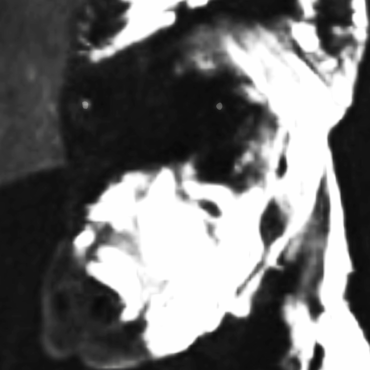 untiljapan Dogfood single artwork hooded figure dogs black and white 2026